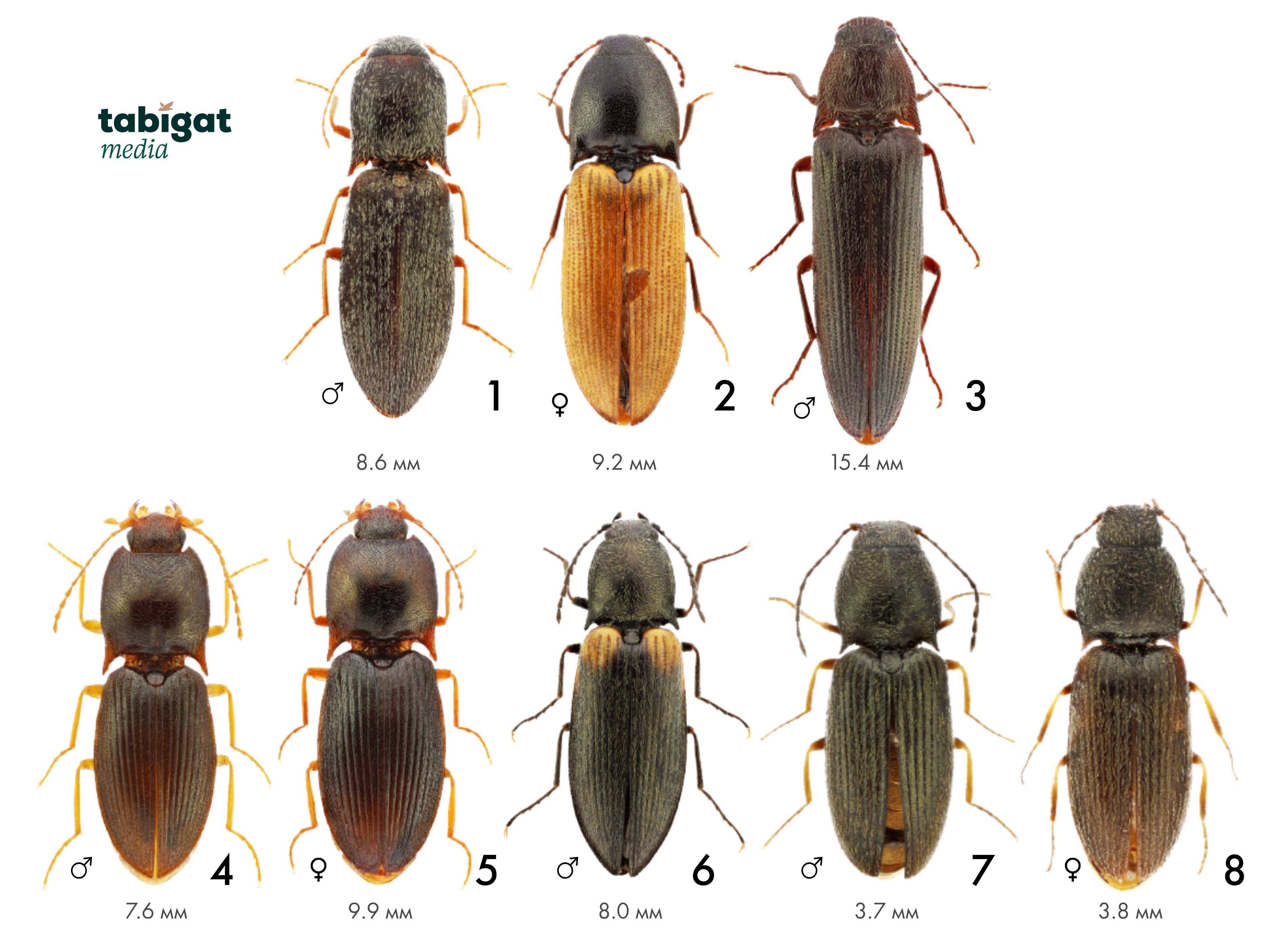 Шәуеттегі түкті киска
